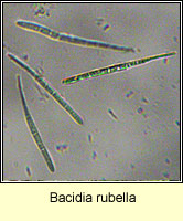 Bacidia rubella