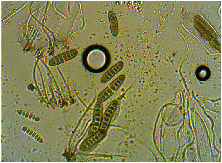 Phaeographis smithii, spores