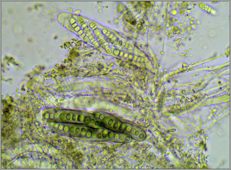 Phaeographis smithii, spores