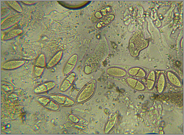 Thelidium decipiens