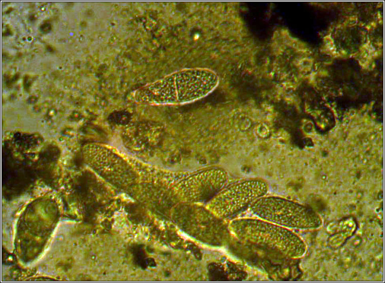 Thelidium decipiens