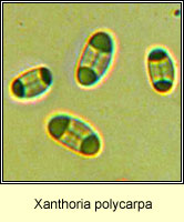 Xanthoria polycarpa
