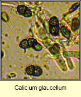 Calicium glaucellum, spores