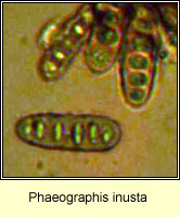 Phaeographis inusta