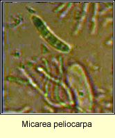 Micarea peliocarpa