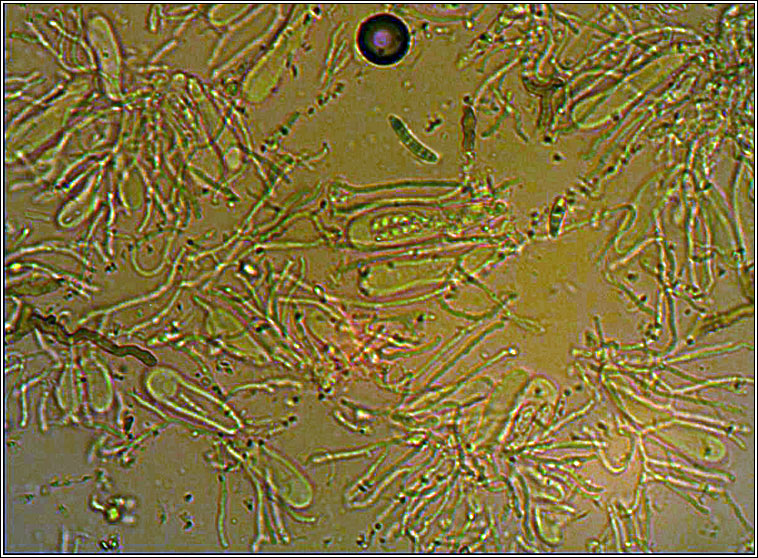 Micarea peliocarpa