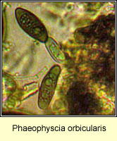 Phaeophyscia orbicularis