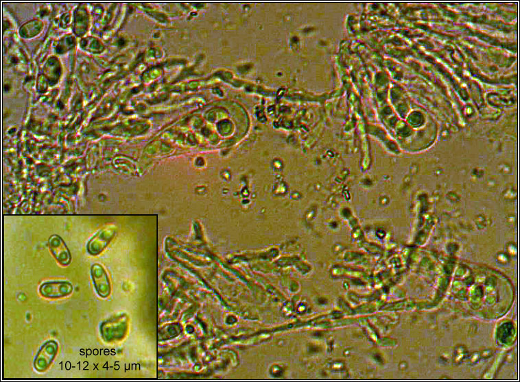 Xanthoparmelia pulla, spores