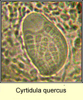 Mycoporum quercus (Cyrtidula quercus)