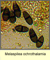 Melaspilea ochrothalamia