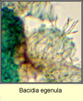 Bacidia egenula