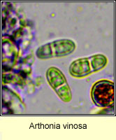 Arthonia vinosa