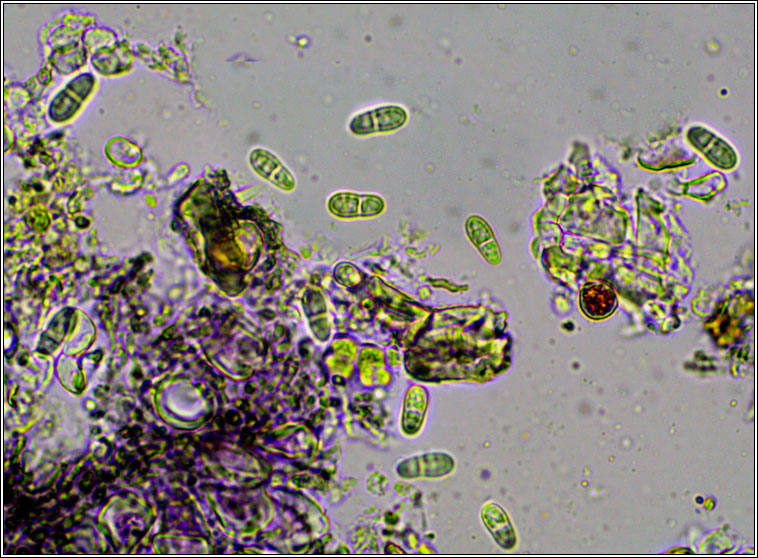 Arthonia vinosa