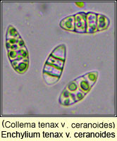 Enchylium tenax var ceranoides (C tenax var ceranoides)