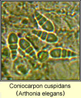Coniocarpon cuspidans (Arthonia elegans)