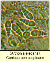 Coniocarpon cuspidans (Arthonia elegans)