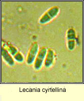 Lecania cyrtellina