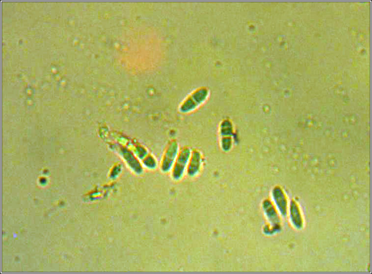 Lecania cyrtellina