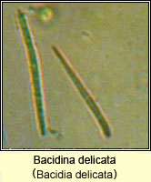 Bacidina delicata (Bacidia delicata)