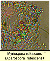 Myriospora rufescens