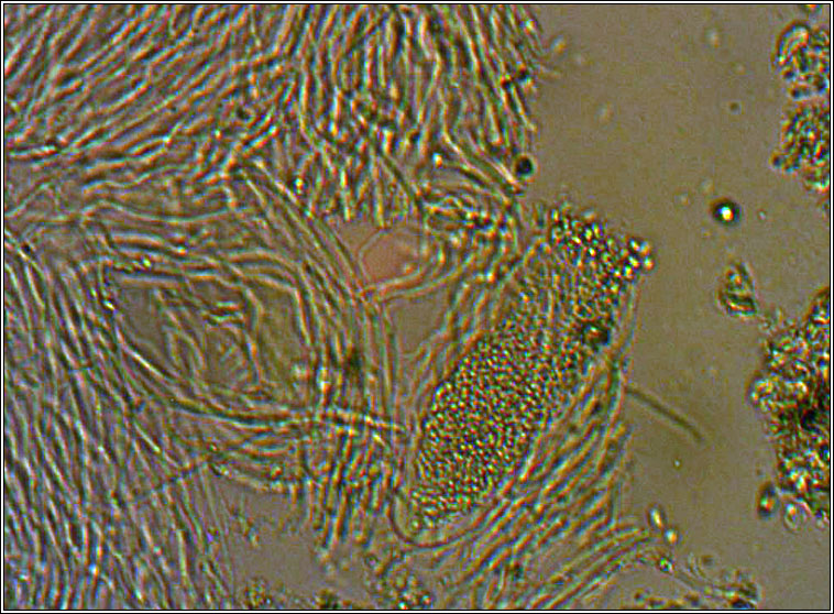 Myriospora rufescens