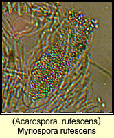 Myriospora rufescens