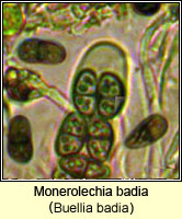 Monerolechia badia (Buellia badia)