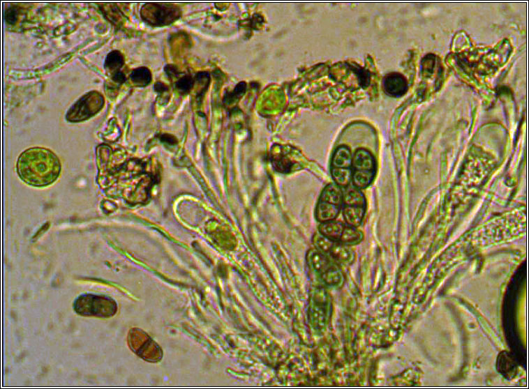 Buellia badia