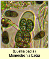 Monerolechia badia (Buellia badia)