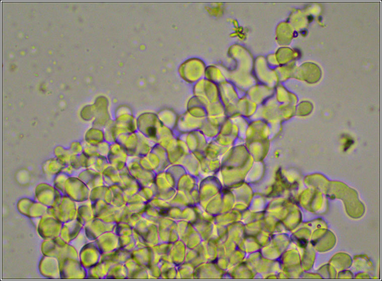 Erythricium aurantiacum (Marchandiomyces aurantiacus)