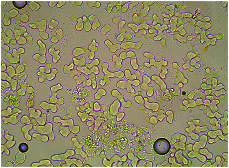 Erythricium aurantiacum (Marchandiomyces aurantiacus)