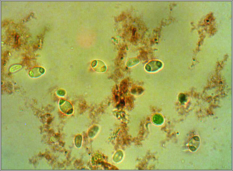 Caloplaca holocarpa sens str