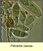 Petractis clausa