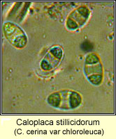 Caloplaca stillicidorum (C cerina v chloroleuca)