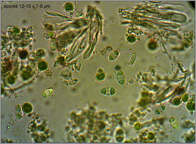 Caloplaca stillicidiorum