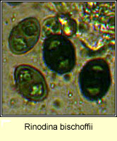 Rinodina bischoffii