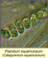 Placidium squamulosum