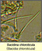 Bacidina chloroticula (Bacidia chloroticula)