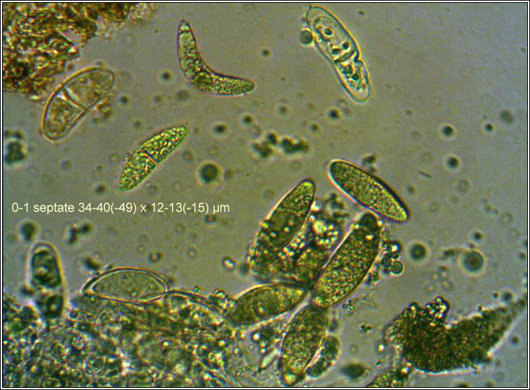 Thelidium pyrenophorum