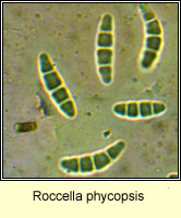 Roccella phycopsis