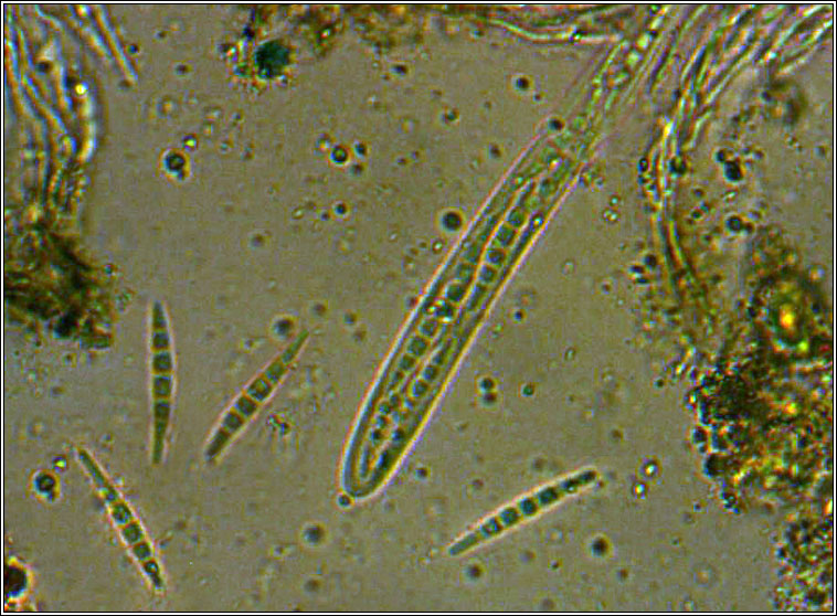 Enterographa pitardii
