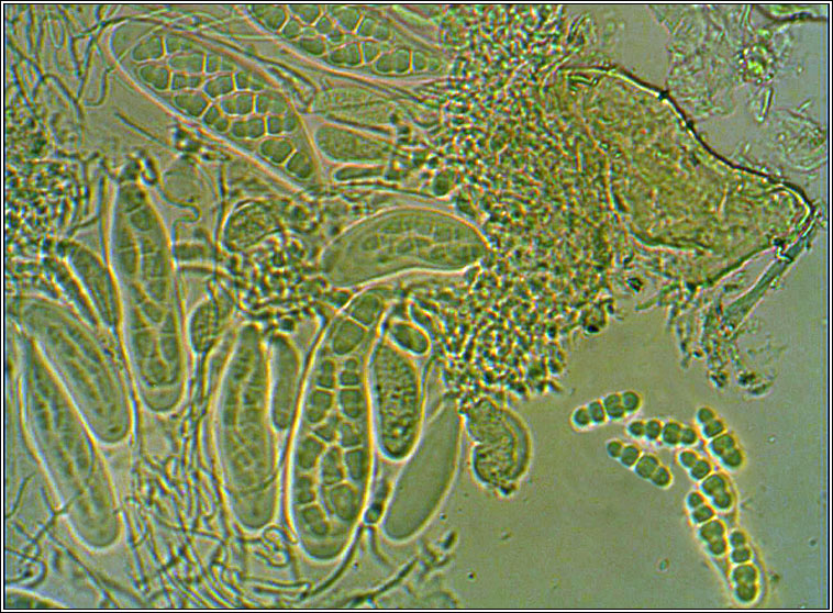 Arthopyrenia cinereopruinosa