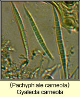 Gyalecta carneola (Pachyphiale carneola)