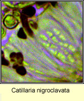 Catillaria nigroclavata