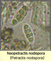 Neopetractis nodispora (Petractis nodispora)