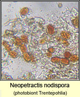 Neopetractis nodispora (Petractis nodispora)