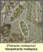 Neopetractis nodispora (Petractis nodispora)