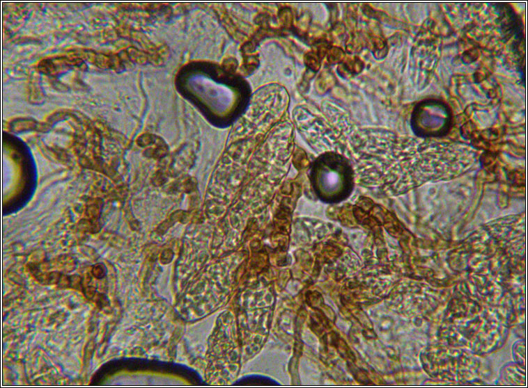 Thelidium incavatum