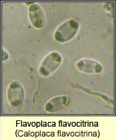 Flavoplaca flavocitrina (Caloplaca flavocitrina)