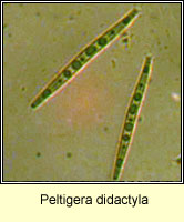 Peltigera didactyla